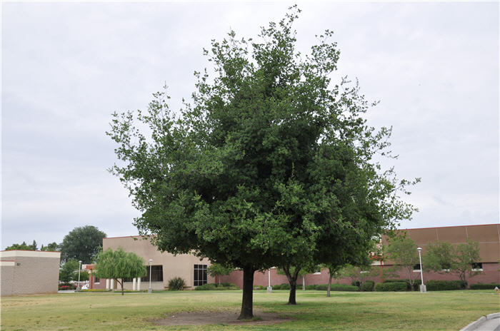 California Black Oak