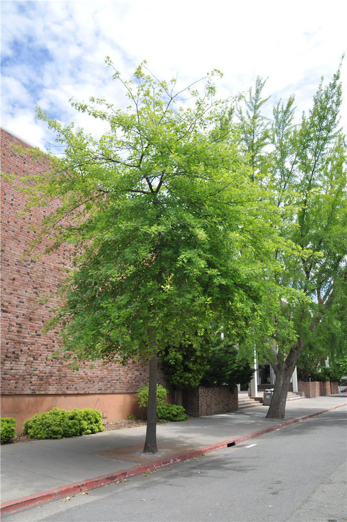 Plant photo of: Quercus kelloggii