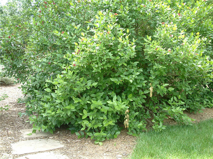 Plant photo of: Calycanthus occidentalis