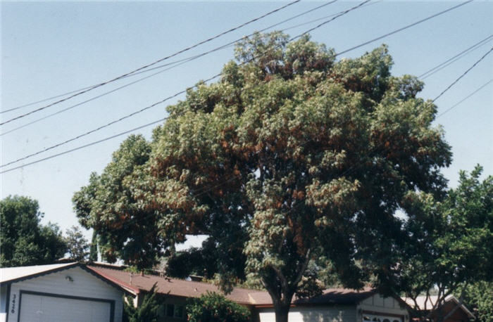 Shamel or Evergreen Ash