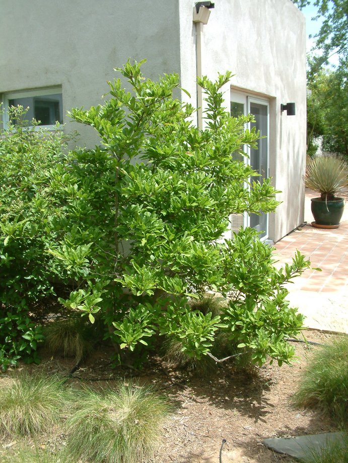 Plant photo of: Magnolia X soulangiana