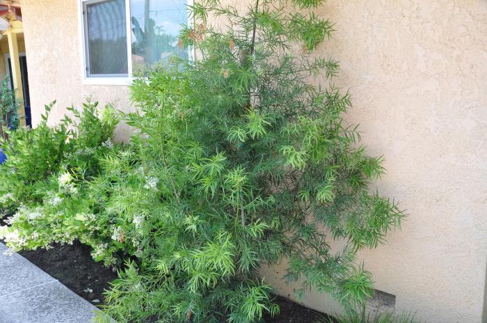 African Fern Pine