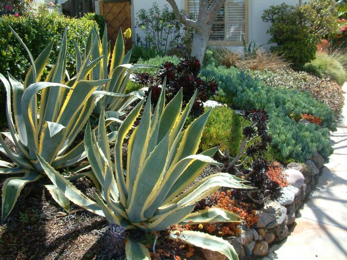 Agave americana 'Variegata'