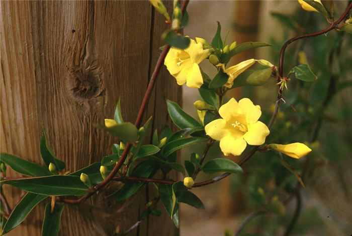 Carolina Jessamine