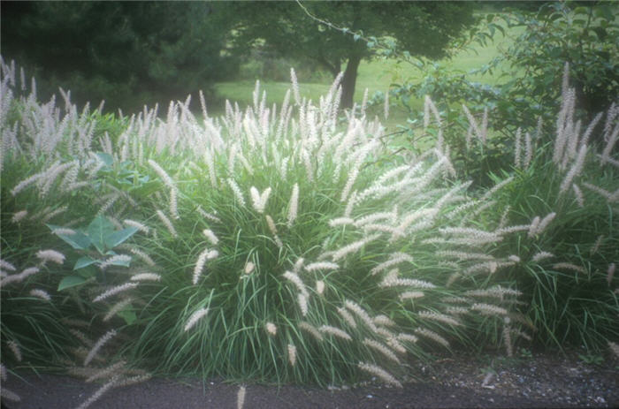 Chinese Fountain Grass