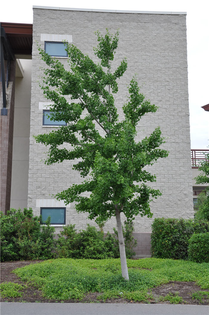 Plant photo of: Ginkgo biloba