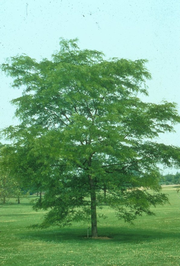 Gleditsia inermis triacanthos 'Shademast