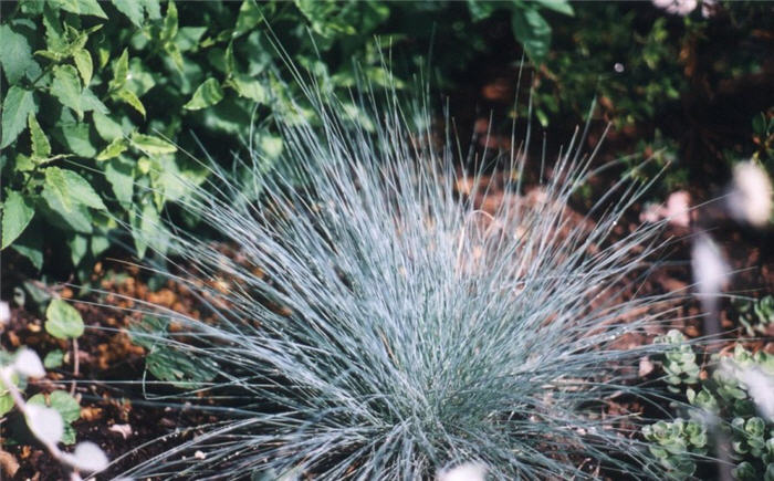 Plant photo of: Festuca amethystima 'Superba'