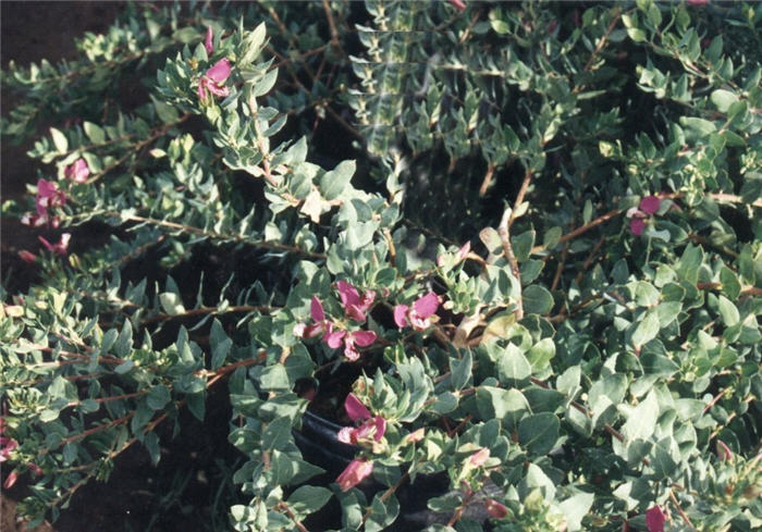 Polygala X dalmaisiana