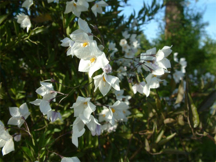 Solanum laxum