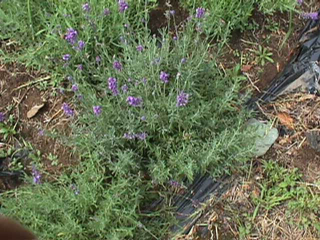 Hidcote English Lavender