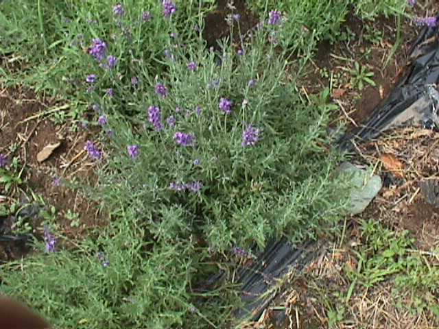 Plant photo of: Lavandula angustifolia 'Hidcote'