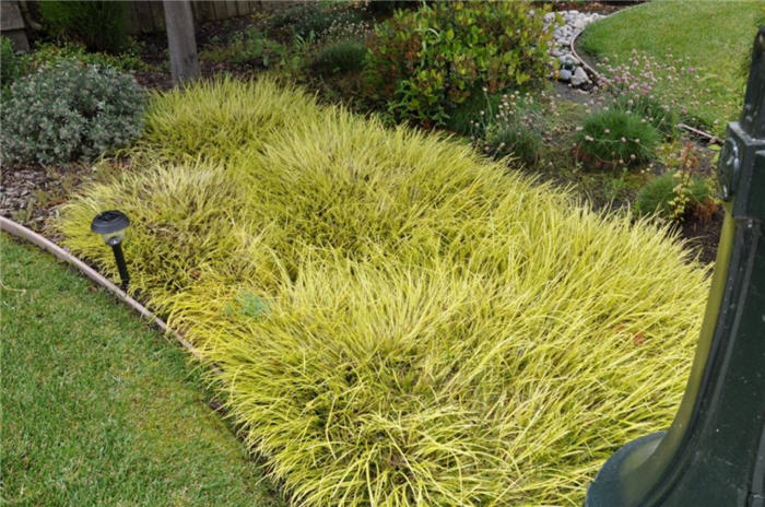 Plant photo of: Carex oshimensis 'Evergold'