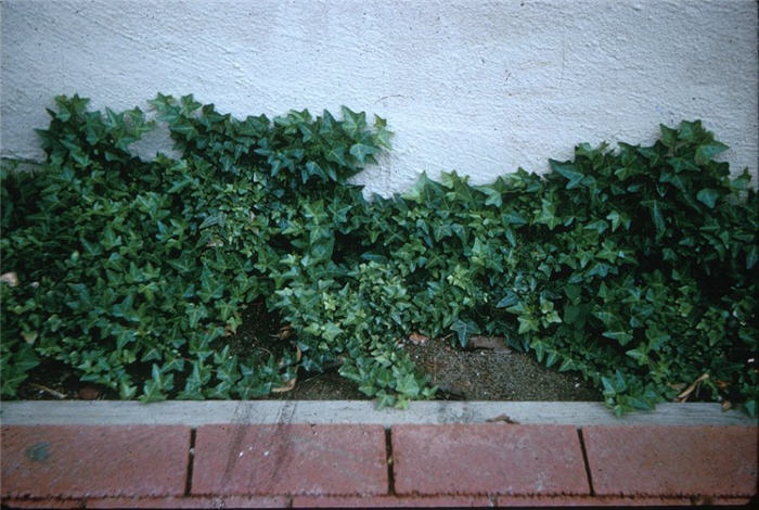 Hedera helix 'Hahnsii'