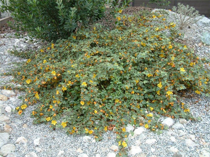 Fremontodendron cal. ssp. decumbens