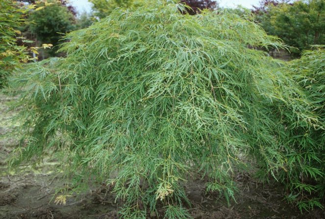 Acer palmatum 'Dissectum'