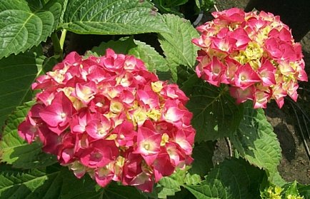 Plant photo of: Hydrangea macrophylla