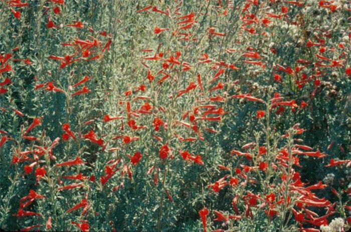 California Fuchsia, Zauschneria