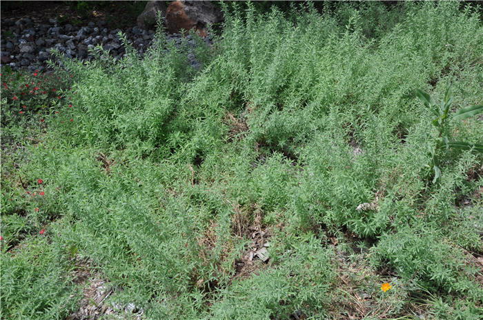 Plant photo of: Epilobium canum