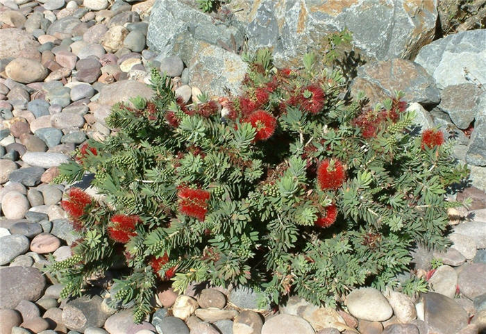 Dwarf Bottlebrush Little John