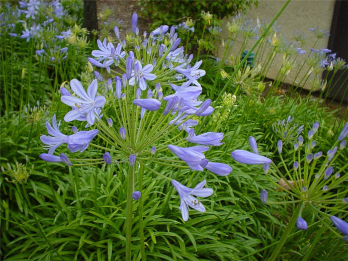 Agapanthus praecox ssp.orientalis