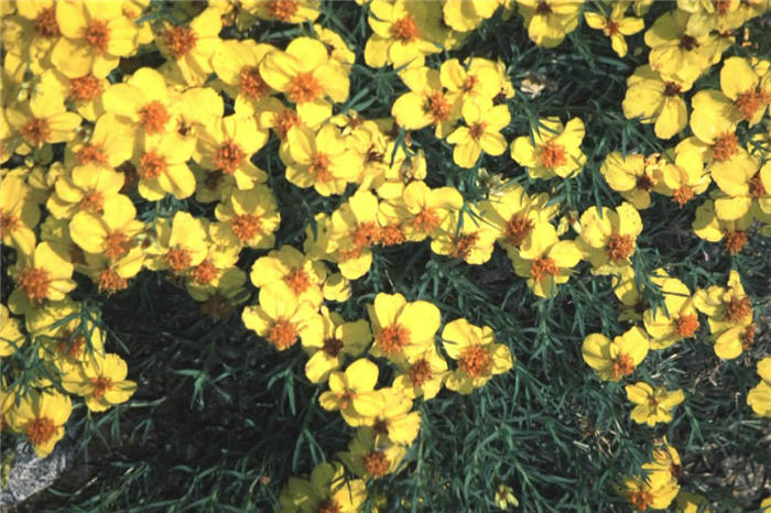 Prairie Zinnia