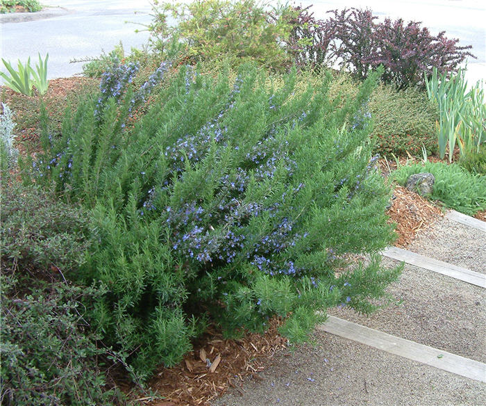 Plant photo of: Rosmarinus officinalis 'Tuscan Blue'