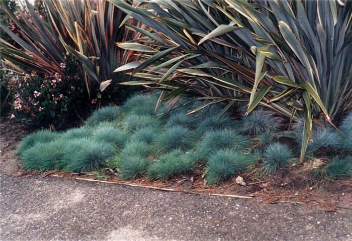 Blue Fescue, Blue Fescue Grass