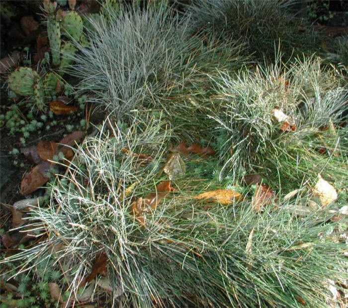 Plant photo of: Festuca glauca