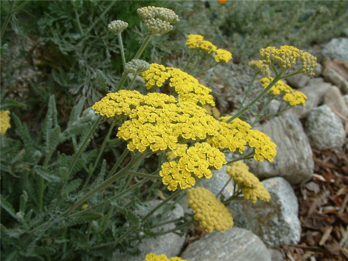 Cloth of Gold Yarrow