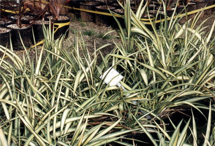 Phormium 'Cream Delight'