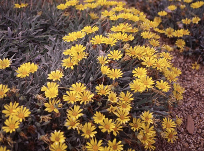 Gazania rigens leucolaena