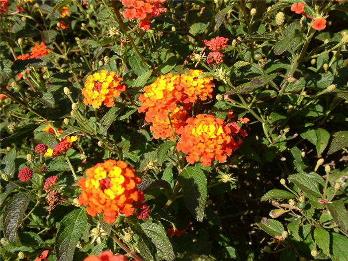 Lantana 'Radiation'