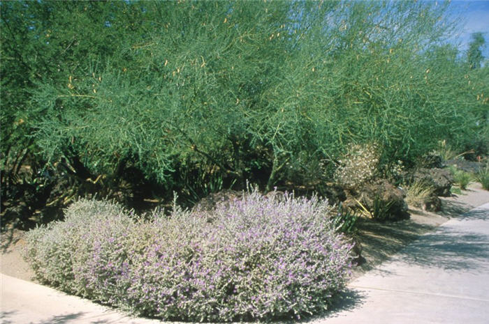 Leucophyllum candidum 'Silver Cloud'