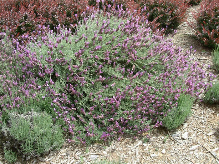 Plant photo of: Lavandula stoechas 'Otto Quasti'     '