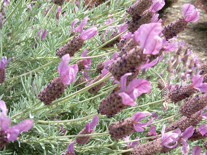 Plant photo of: Lavandula stoechas 'Otto Quasti'     '