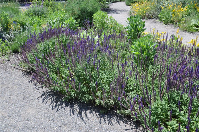 Salvia buchananii