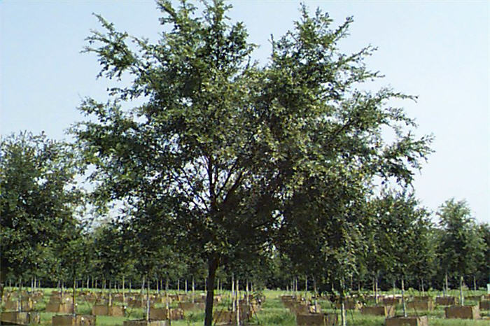 Ulmus parvifolia 'Drake'