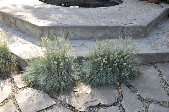 Plant photo of: Festuca glauca 'Elijah Blue'