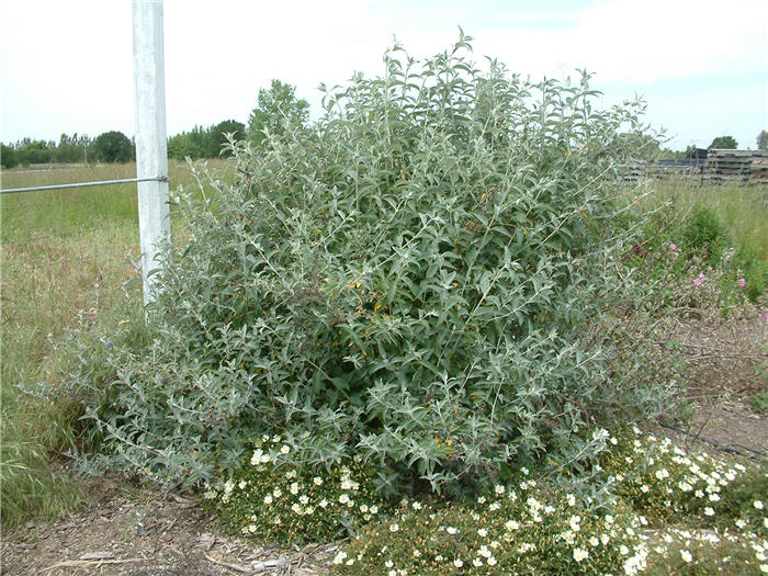 Buddleja 'Lochinch'