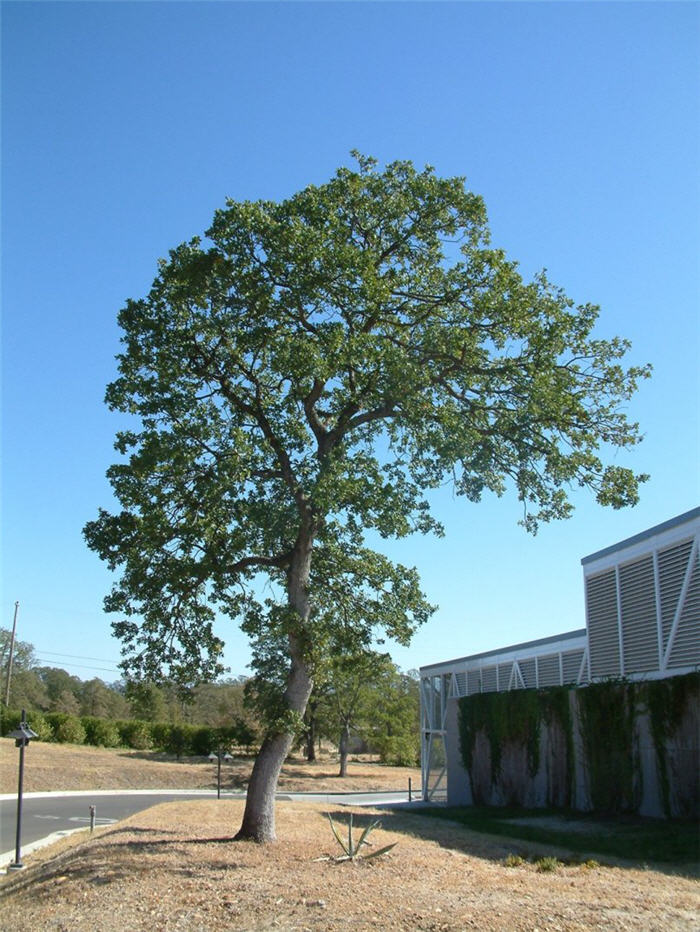 Blue Oak