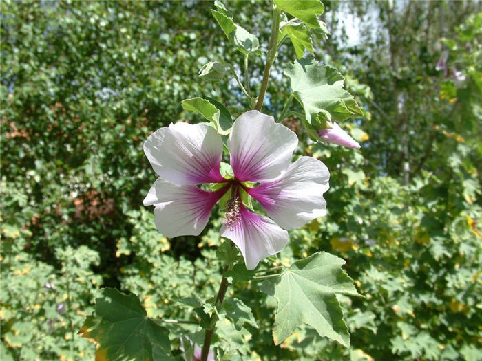 Lavatera maritima