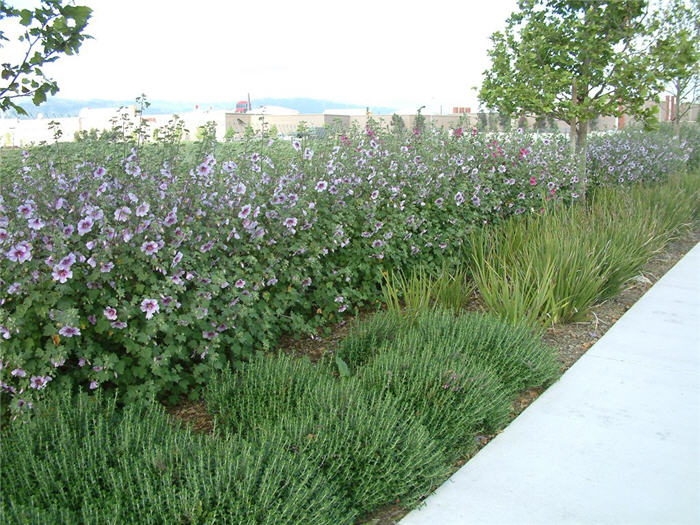 Plant photo of: Lavatera maritima