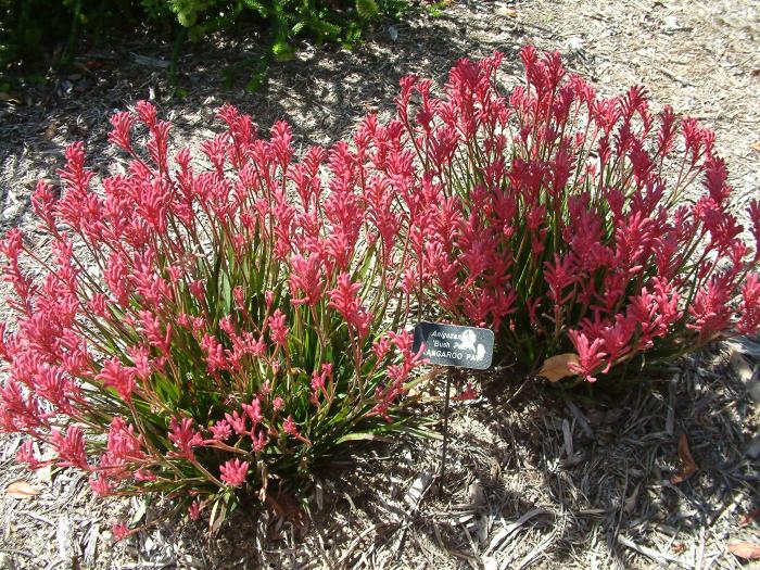 Plant photo of: Anigozanthos hybrids
