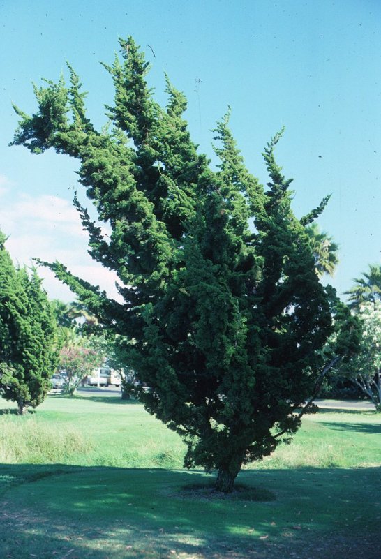 Juniperus chinensis 'Torulosa'