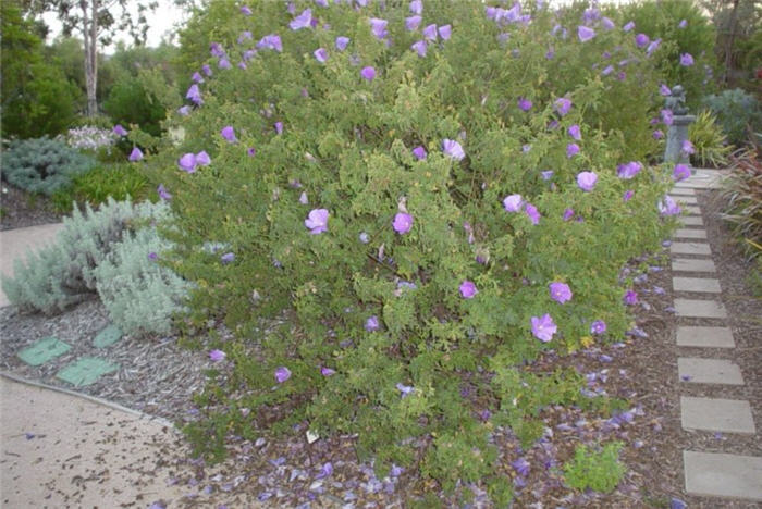 Plant photo of: Alyogyne huegelli Purple Delight TM