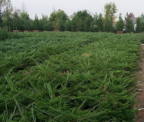 Juniperus sabina 'Buffalo'