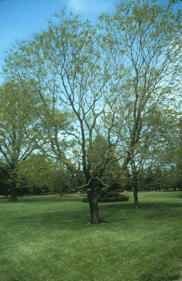 Goldenrain Tree, Varnish Tree