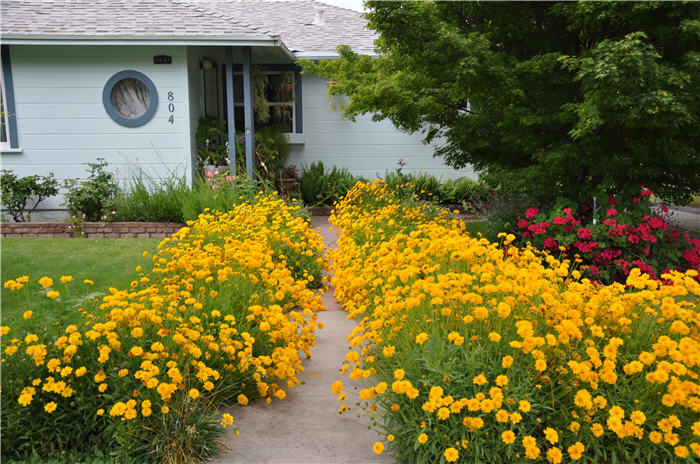 Coreopsis verticillata 'Golden Shower'