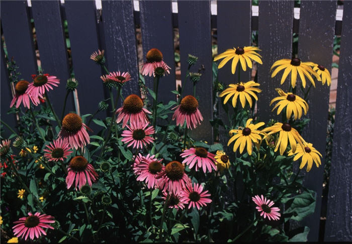 Purple Coneflower